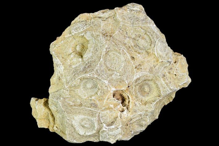Fossil Coral (Actinocyathus) Head - Morocco #105706
